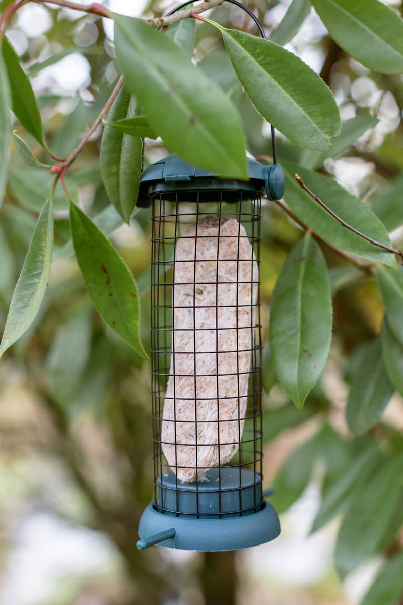 Nourriture pour oiseaux
